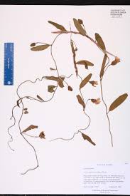 Image result for Aniseia martinicensis