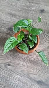 Laniata with one image and 18 data details. What Type Of Monstera Is This Plant Gardening Landscaping Stack Exchange