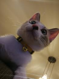 響の成長 おしゃれまとめの人気アイデア pinterest marrrrrrr 顔 響