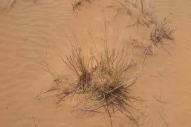 Image result for Stipagrostis