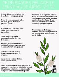 Descubre Las Propiedades Y Beneficios Del Aceite Esencial De Arbol De Te Aceite Arbol De Te Aceite Propiedades Del Aceite