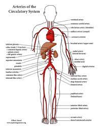 Human heart arteries labeled pinjessica sunday on nursing artery and vein diagram labeled not lossing wiring diagram diagram of the heart arteries heart showing coronary arteries Circulatory System Unit Reading Diagrams Labeling Tpt