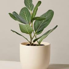 Image result for Ficus oreodryadum