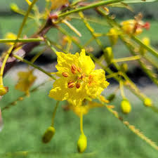 Image result for Parkinsonia aculeata