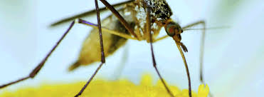 Think of your back when hoisting a loaded backpack mist blower. Mosquito Prevention Rentokil Pest Control