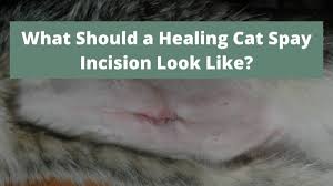 What Should A Healing Cat Spay Incision Look Like The Kitty Expert