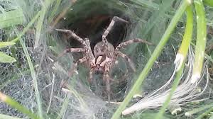 All three species are highly variable in appearance but i did find several images posted by. Funnelweb Or Funnel Weaver Spider Virily