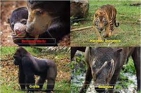 Pembagian ordo dari kelas mamalia dibagi menjadi 12 sebagai berikut ini : Koleksi Aneka Satwa Mamalia Dan Reptilia Kebun Binatang Ragunan Jakarta Daerah Kita Sajian Artikel Ringan Dan Informatif Nusantara