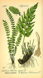 Image result for Asplenium africanum