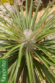 Image result for Acokanthera laevigata