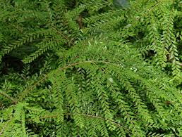 Image result for Phyllanthus parvus