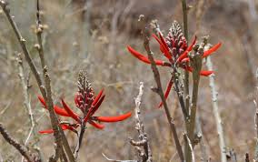 Image result for Erythrina × coddii