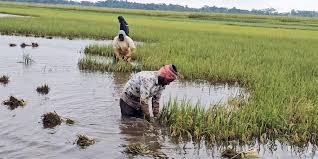 হবিগঞ্জে চতুর্মুখী সংকটে দিশেহারা কৃষক! । খবরের কাগজ