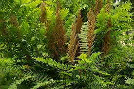 Image result for Osmunda regalis