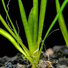 Image result for Vallisneria spiralis