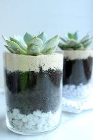 Simple And Sweet Succulents Diy Succulents Centerpiece Succulents In Glass Succulents