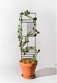 Great Idea Indoor Plant Trellis Trellis Plants Planting Flowers