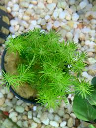 Image result for Rotala myriophylloides