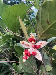 Image result for Psilotrichum sericeum