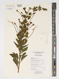 Image result for Nesogenaceae