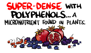 Top foods high in polyphenols are: Polyphenols Polyphenol Guide Polyphenols Definition Dr Gundry
