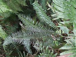 Image result for Blechnum punctulatum