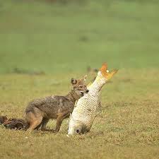 No This Is Not Photoshopped The Jackal In This Incredible Shot By Wildographer Shaazjungphotography Fished This Dead Carp Fish Out Of The Kabi Animais