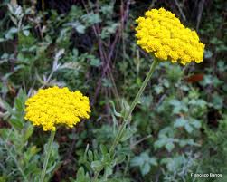 Image result for Anisopappus kirkii