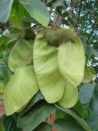 Image result for Centrolobium robustum