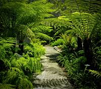 How To Design Your Garden Brisbane City Council