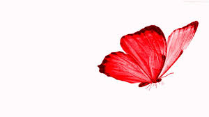 Red Butterfly Hd Wallpapers Wallpaper Cave York wallcoverings ashford toiles papillon removable wallpaper, red/blue/green/yellow/black. red butterfly hd wallpapers wallpaper