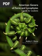 Image result for Cheilanthes angustifrondosa