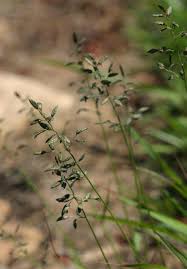 Image result for Eragrostis racemosa