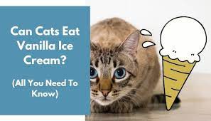 Is it ok for a cat to eat cream? Can Cats Eat Vanilla Ice Cream All You Need To Know Animalfate