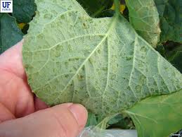 Image result for mildew on cucumbers