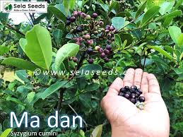 Image result for Syzygium cumini