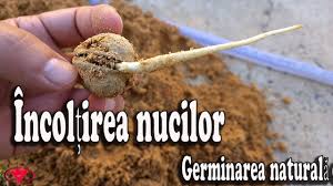 Distanta de plantare a nucilor initiala poate fi de 6×sau 8×m, cu conditia ca pe masura dezvoltarii coroanei , care are loc la aproximativ 25. Cea Mai BunÄƒ MetodÄƒ De IncolÈ›ire A Nucilor Germinare NaturalÄƒ Youtube