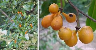 Image result for Uvaria