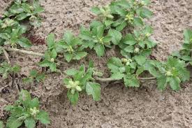 Image result for Acanthospermum australe