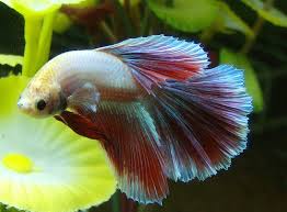 Unfortunately, betta fish are quite prone to swim bladder disease, that when left untreated can be fatal. Betta With A Curved Body Fish Care