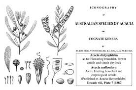 Image result for Dictyophleba