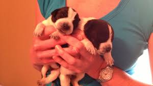 Dogs are fostered in volunteers' homes so they can be loved like a family member until they are placed in a suitable adoptive home. Puppies Buried Alive In N Dakota Now Recovering In Minn Wcco Cbs Minnesota
