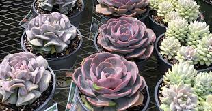 Cats exhibiting severe symptoms of any kind should be taken immediately to an emergency vet clinic or. Are Succulents Poisonous To Cats