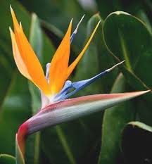 Maybe you would like to learn more about one of these? Pin On Exotic Flowers