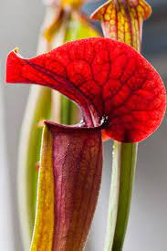 The Carnivore Girl Carnivorous Plants Weird Plants Plants