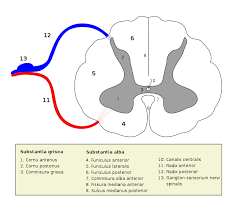 Mózgowie i rdzeń kręgowy są osłaniane przez mózg ma postać szarych zwojów. Przekroj Rdzenia Kregowego Diagram Quizlet