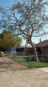The chinese elm (ulmus parvifolia) is native to china, north korea, japan, and taiwan. Happy Owner Helps Us Trim His Chinese Elm Tree Service Bakersfield