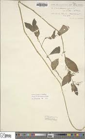 Image result for Solanum cyaneopurpureum