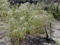 Image result for Neyraudia