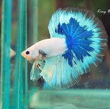 Male Super Fancy Dragon Giant Halfmoon Betta Quality Aaa Thai Import Betta Pet Fish Siamese Fighting Fish